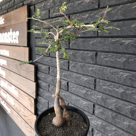 operculicarya decaryi littmon seed🌱 《5年株》※成長早く例年変化を感じ育てられる上、weight低く作り込んだ上品仕立て選抜株※mad black pot植え