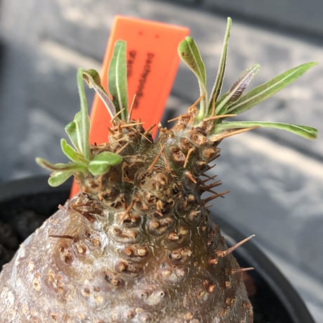 pachypodium gracilius《大きめS size》※希少赤肌&green肌＆球体株※現地球発根後店主国内管理2年株※短枝ツートンカラーが堪らない※mad black pot植え