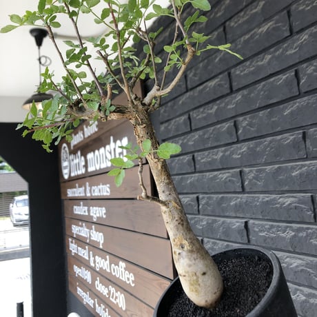 bursera  fagaroides《L size》※現地球発根後店主管理6年株※成熟しメクれ上がった表皮＆weight低くぼってり株元を作り込んだ渾身の一株※mad black pot植え