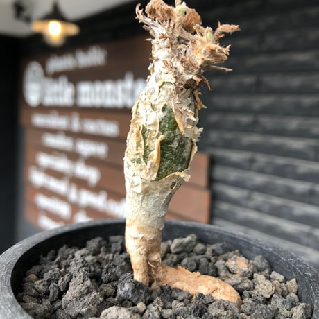 sesamothamnus rivae《大きめS size》※現地球株発根済※小振り現地球株は逆に珍しく白く美しくも味深き表皮のメクれが堪らない一株※black pot植え