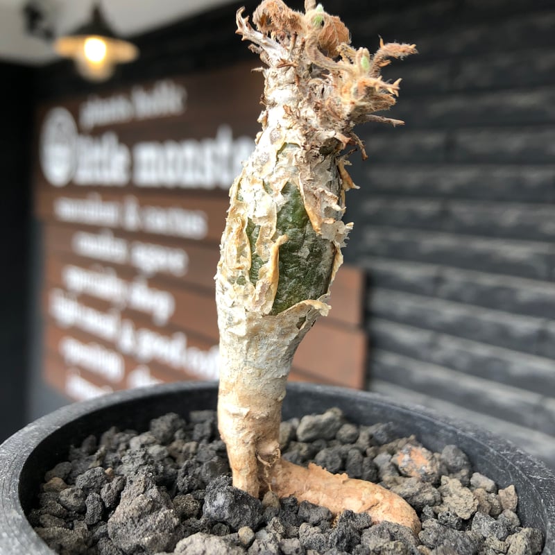 sesamothamnus rivae《大きめS size》※現地球株発根済※小振り現地球株は
