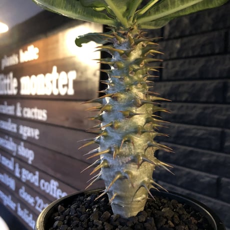 pachypodium  ambongense  littmon seed🌱《大きめM size》希少種※実生でも流通少なき将来有望ぼってり株※mad black pot植え