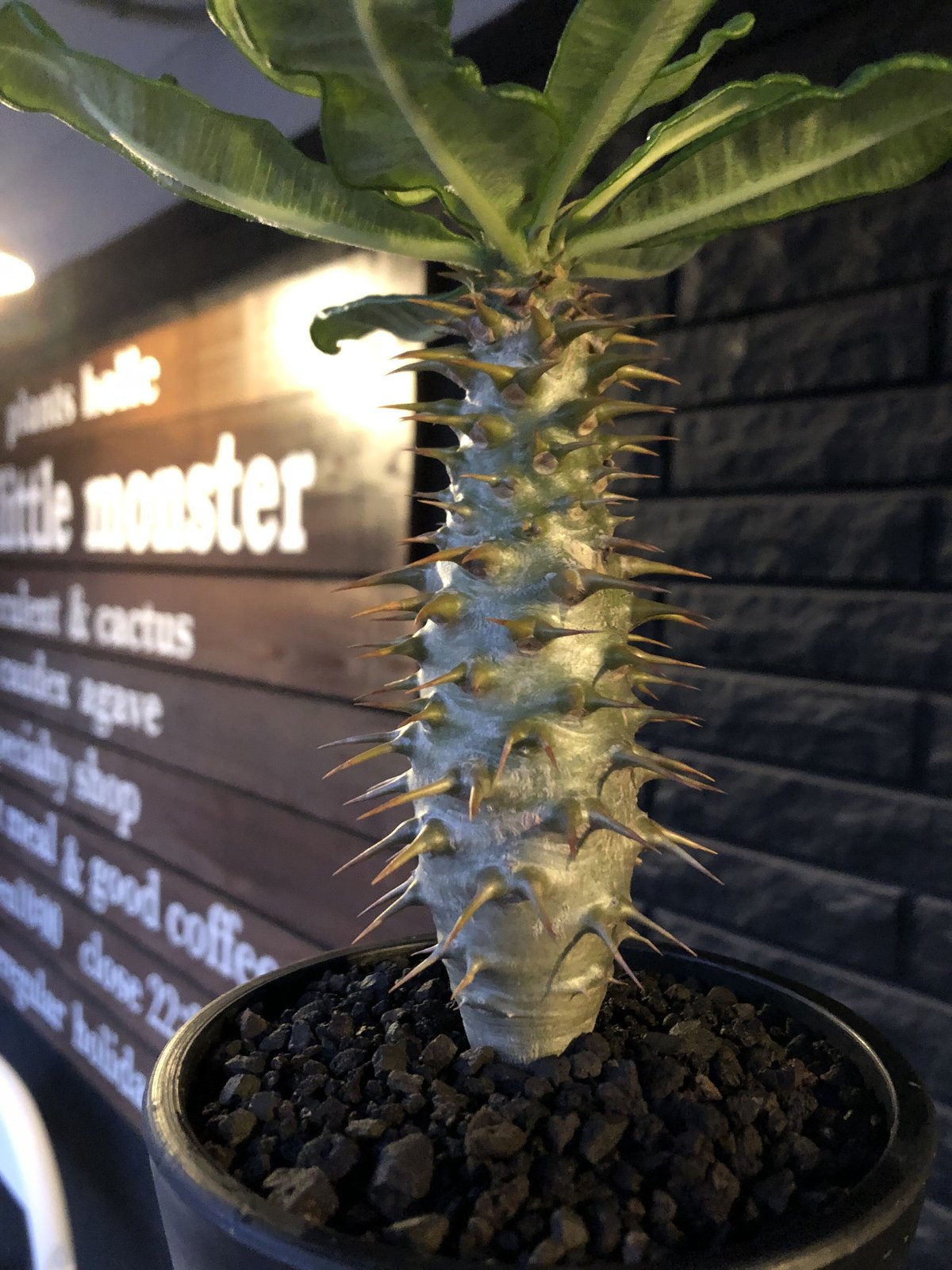 pachypodium ambongense littmon seed🌱《大きめM siz pachypodium ambongense littmon seed🌱《大きめM siz