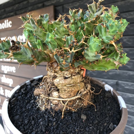 euphorbia tortirama（XL size）※現地球株発根済（店主所有株）※この上なき極太株&葉もスクリューし躍動感半端なき大株※mad brown marble bowl pot植え