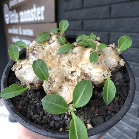 pachypodium brevicaule恵比寿笑い《大きめM size》※現地球発根後店主国内管理3年株※手乗り丁度良きサイズ感‼︎威勢よく展開中🌱※mad black pot植え