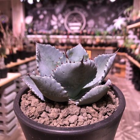 agave  pygmaea  dragon toes《M  size》※発根済株※店主国内管理2年株※良きcolor良きサイズ感‼︎極美株※mad black pot植え※限定2株