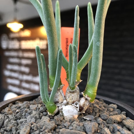 monilaria pisiformis《S size》※現地球発根後店主国内管理2年株※モニラリア属（激希少最上位種）冬型caudex※mad black pot植え