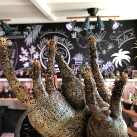 pachypodium gracilius 《M size》※four-he'd株※現地球発根済株※店主国内管理2年株※荒い岩肌ゴツゴツ感も堪らない四分頭株※mad black bowl pot植え