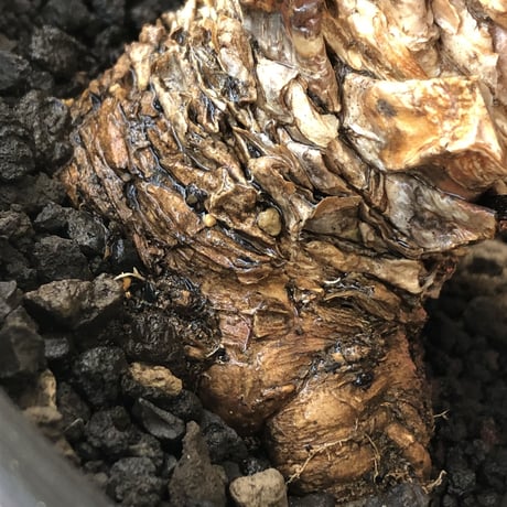 leuchtenbergia  principis 晃山《LL size》大株※現地球株発根済※極太幹を持ち年代物なため極めてワイルドな一株‼︎※mad black bowl pot植え