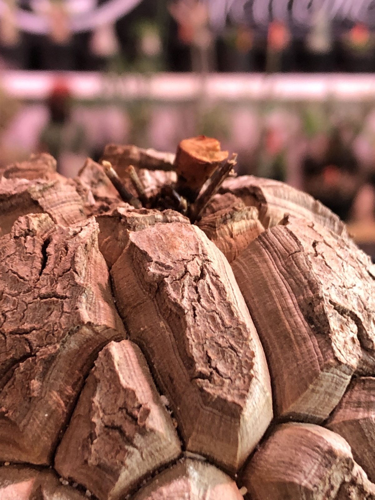 アフリカ亀甲竜 ディオスコレアエレファンティペス 大株 12月末到着分  