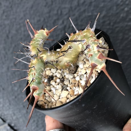 sarcocaulon   herrei《S size》