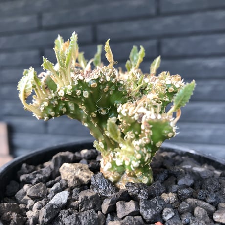 dorstenia  cristata 希少綴化株《L size》※ワイルドに躍動した装いに良き枝振りの一株※mad black bowl pot植え