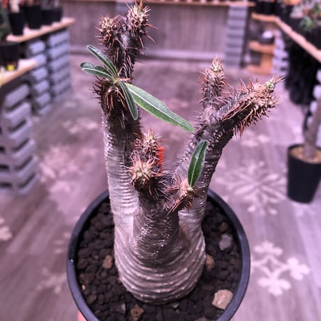 packypodium  gracilius《M  size》※現地球発根済株‼︎※しっかり発根したボコボコ&筋筋強きbalance良きグラキ‼︎※mad black pot植え
