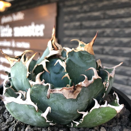 agave titanota  白鯨強棘陽炎bowl type《L size》※現地球株発根済※ウネウネ最高の鋸歯に幅広肉厚ボウルタイプ※black bowl pot植え