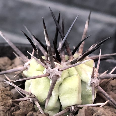 copiapoa  cinerea  黒王丸《S size》希少強刺type※現地球カキ仔自根株※良きDNAを継承したwild且つ極白肌が美しい一株※mad black pot植え