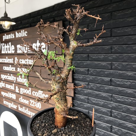 commiphora  eminii《L size》※現地球発根後店主国内管理3年株※渋く大変wildな棘&枝振りが堪らない良樹形な佇まい‼︎※mad black bowl pot植え