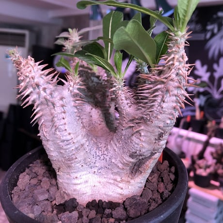 packypodium  cactipes 《M  size》※現地球発根済株※店主国内管理4年株※カクチらしい肌質とcolorそして管理長き良樹形株‼︎※mad black pot植え