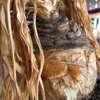 boophane disticha  《L size》※現地球株発根済※驚愕‼︎バランス良き大株且つとびきり球体株※black bowl pot植え