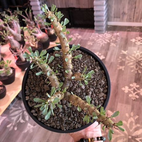 sarcocaulon patersonii《 L size》※今や希少且つ今後輸入厳しい南アフリカ物‼︎gapあるピンク花大輪を咲かす冬型人気者‼︎良枝振り樹形※浅鉢植え
