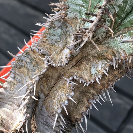 euphorbia horrida《大きめM size》子吹き群生株※現地球発根後店主国内管理6年株※ワイルドな木質化と荒々しく刺々しい男前な出立ち※mad black pot植え