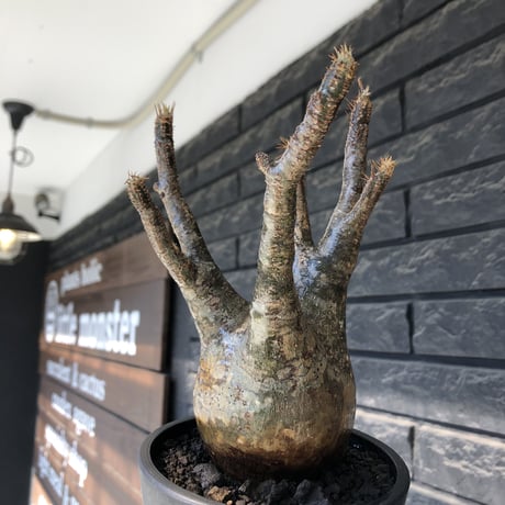 pachypodium gracilius《大きめM  size》※現地球発根後店主国内管理4年株※balance &綺麗肌なオーソドックスな良樹形株※mad black pot植え