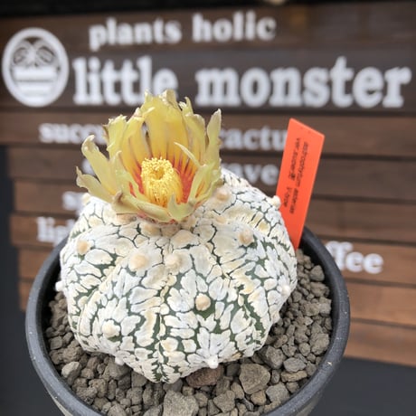 astrophytum asterias var.スーパー兜　V-type《L size》※店主国内管理4年株※ビッグで白肌が堪らない希少V-type‼︎※mad black bowl pot植え