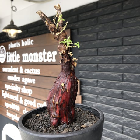 mestoklema  tuberosum《M size》※現地球発根後店主国内管理3年株※朽ちくした赤肌に丸み強き株元なかわいい樹形‼︎冬季も動く唯一無二な希少灌木※mad black pot植え