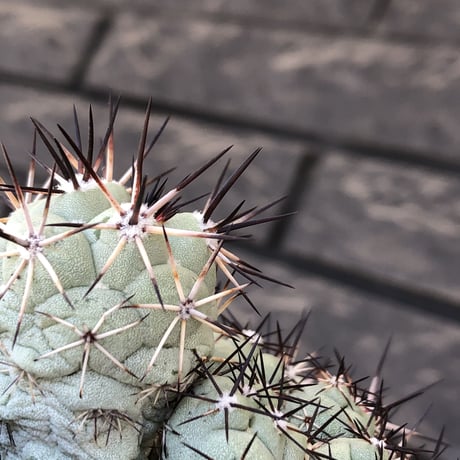 ortegocactus macdougallii《L size》※現地球発根後店主国内管理5年株※美しくもエグい群生極美株‼︎※mad black bowl pot植え
