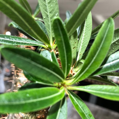 pachypodium gracilius《L size》※現地球株発根済※大きめで全方位A面な樹形バランス＆枝振りも抜群なgreen肌‼︎※black bowl pot植え
