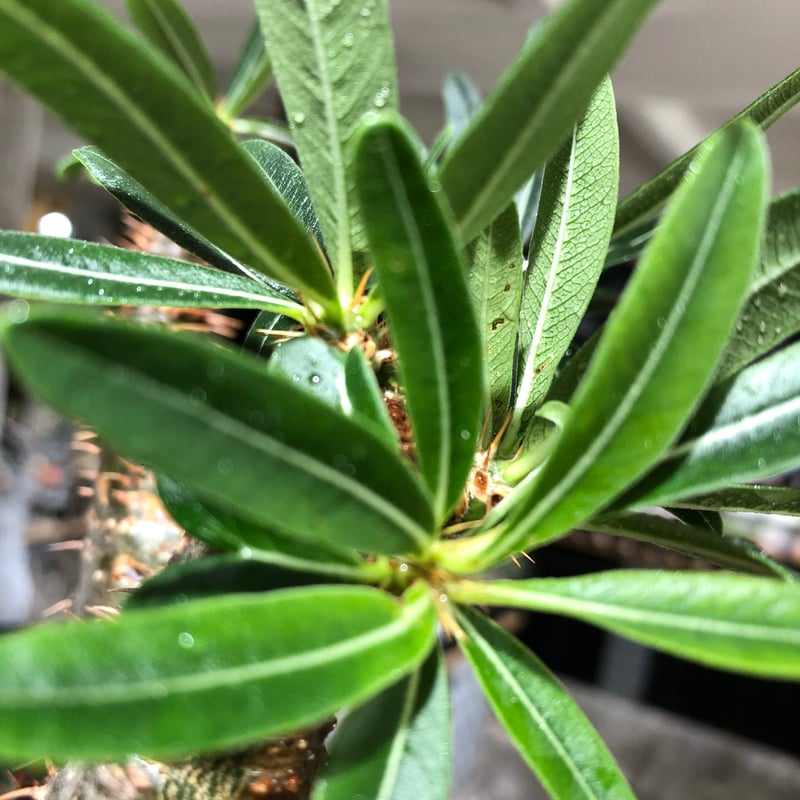 pachypodium gracilius《L size》※現地球株発根済※大きめで全方位A面