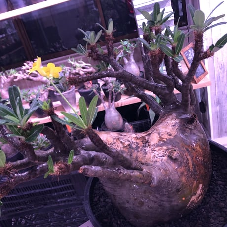 packypodium  gracilius《XL size》大株※現地球発根後店主国内管理7年株※大変big且つ激枝振り＆現地焼けbody※mad black bowl pot植え