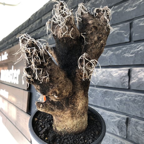 xerophyta trichophylla《S size》※現地球発根後店主国内管理2年株※驚愕強靭株※枝振り良くweightもlow‼︎肉厚小振りサイズ※mad black pot植え