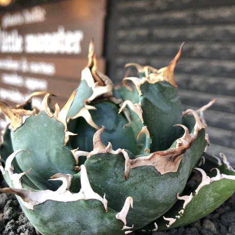 agave titanota  白鯨強棘陽炎bowl type《L size》※現地球株発根済※ウネウネ最高の鋸歯に幅広肉厚ボウルタイプ※black bowl pot植え