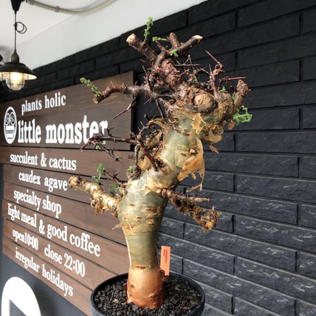 commiphora eminii《LL size》※現地球発根後店主国内管理6年株※極太幹を持つ激wildな出立ちが堪らない‼︎※mad black tall pot植え