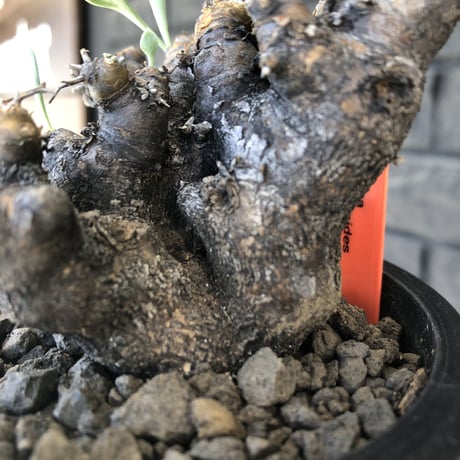 othonna  euphorbioides《大きめM size》※現地球発根後店主国内管理3年株※低重心weight低くボコボコ立体枝振り&極太株元も堪らない※mad black pot植え