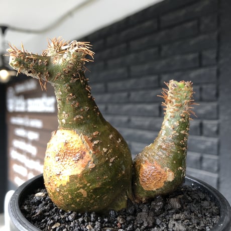 pachypodium gracilius《M size》希少‼︎極green肌&球体双頭株※現地球株発根済※ビンテージ感強き格好良さと可愛らしさの両面を持つ一株※black bowl pot植え