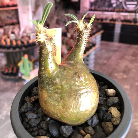 pachypodium  gracilius《S size》希少二頭枝&green肌※現地球発根後店主国内管理2年株※ツル肌の上、堪らなく愛くるしい一株※mad black pot植え