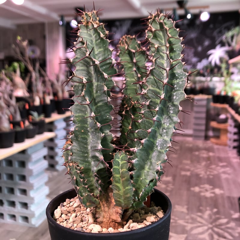 euphorbia tortirama《L size》※太い多肉質の葉を捻りながら