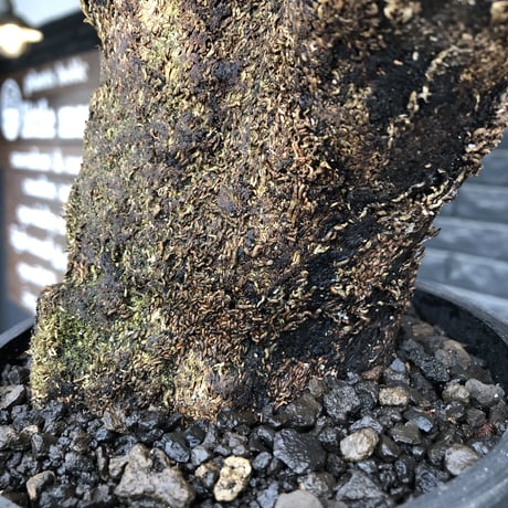 xerophyta  trichophylla《S size》※現地球発根済株※驚愕強靭株※幹太め&限りなくweightはlow‼︎これでもかわいい小振りサイズ※mad black pot植え