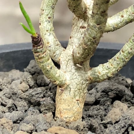 tylecodon buchholzianus《S size》※現地球株発根済※コンパクトで良樹形balanceなかわいい一株※black pot植え