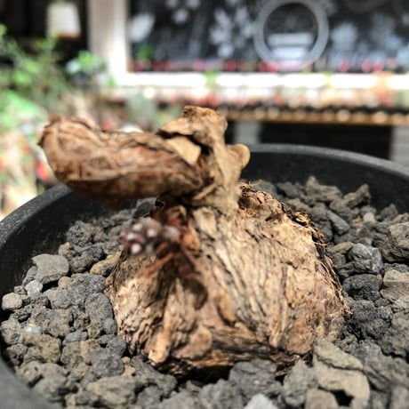 pelargonium  lobatum《L size》※現地球株発根済※丸みが強く大振りサイズながら大変整った一株‼︎※black pot植え
