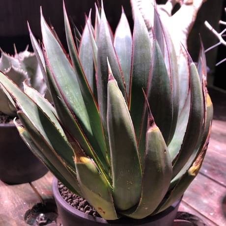 agave    blue glow    " W  hed"《L  size》