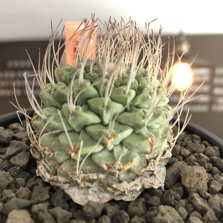 strombocactus 白棘菊水《M size》激希少‼︎現地球発根後店主国内管理13年株※味深さ&美しい樹形balanceな堪らない装い※mad black bowl pot植え