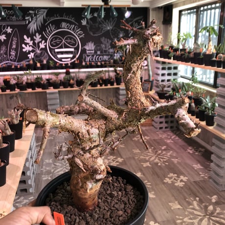 commiphora   humbertii《 L size》※発根済み株  男前な佇まい