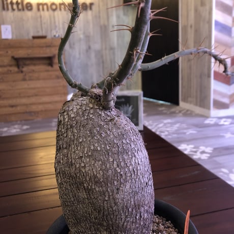 packypodium  bispinosum