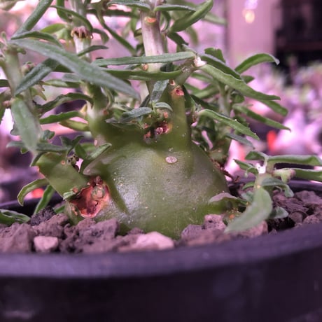 dorstenia  hildebrandtii f.crispum《L size》激希少種※現地球発根済株※ぷっくり株元‼︎実生以外極めて流通少なき種※mad black bowl pot植え