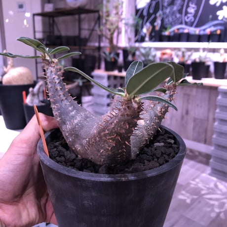 packypodium    cactipes《M size》発根済み株‼︎ 男前 blackカクチ‼︎