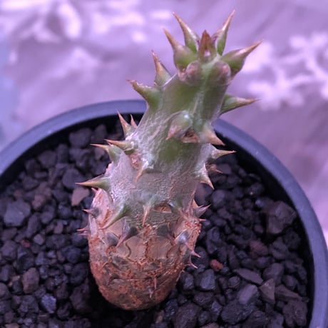 pachypodium  windsori i× baronii  《M size》希少※現地実生発根済株※成長楽しみな双方の良さが活きた将来有望株※mad black pot植え