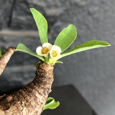 euphorbia    itremensis《M size》おススメ株‼︎   mad  black  pot植え