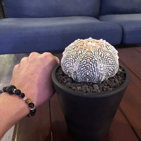 astrophytum asterias var.super 兜《L size》大変大きくそして白い球体‼︎super兜‼︎　※店主管理5年株  ※mad black pot植え